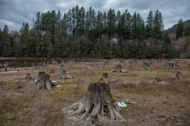 istock Tree stumps next to the water in washington state 1133286097