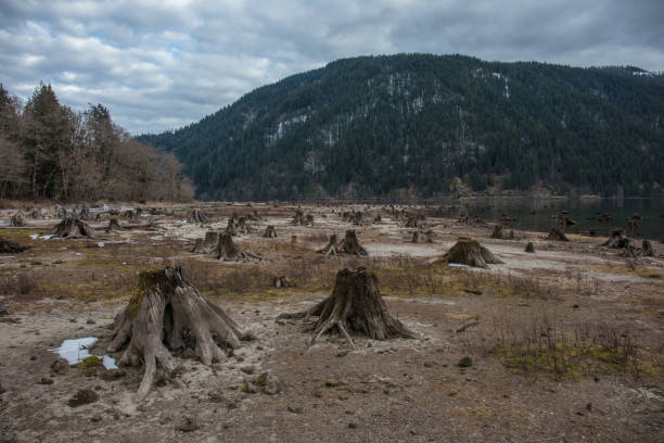 istock Tree stumps next to the water in washington state 1133286099