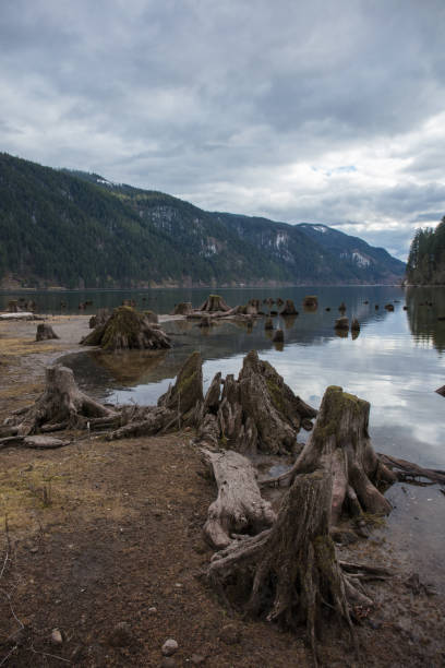 istock Tree stumps next to the water in washington state 1133286203