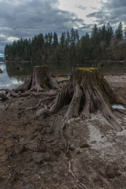 istock Tree stumps next to the water in washington state 1133286205
