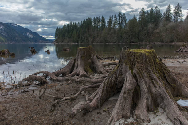istock Tree stumps next to the water in washington state 1133286206