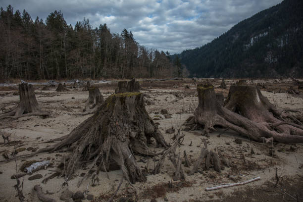istock Tree stumps next to the water in washington state 1133286209