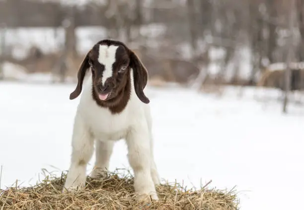Adorable Baby Boer Goat, 10 days old, with lop ears in winter snow