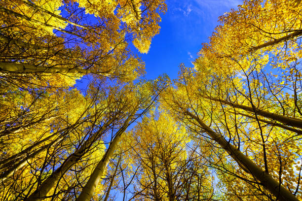 Autumn Aspen Canopy and Blue Sky - Golden yellow aspen fall colors and bold clear blue sky view looking up with wide angle lens. Tall trees in forest scenic nature landscape background.