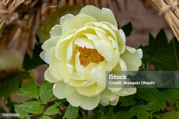 Peony Flower Tokyo Taito City Japan Stock Photo - Download Image Now - Backgrounds, Beauty, Blossom