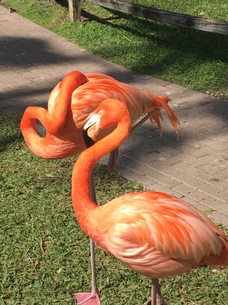 istock Fabulous Flamingos 1133293811