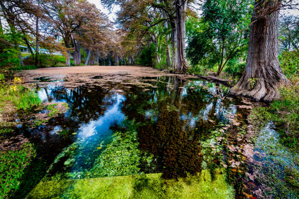 istock Fall foliage on the crystal clear Frio River in Texas. 1133295432