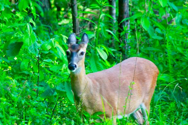 istock Doe in Cades Cove 1133295433