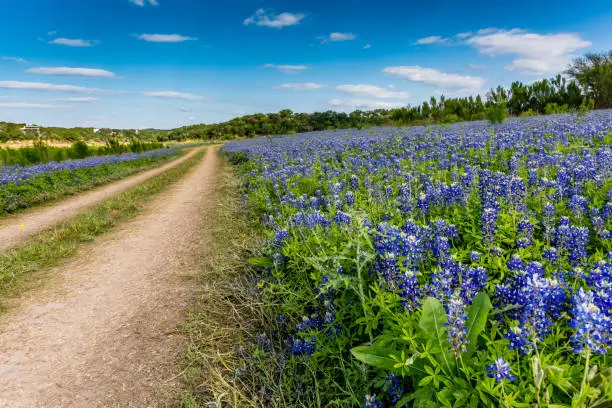 Photo of Old Texas Dirt Road in Field of  Texas Bluebonnet Wildflowers