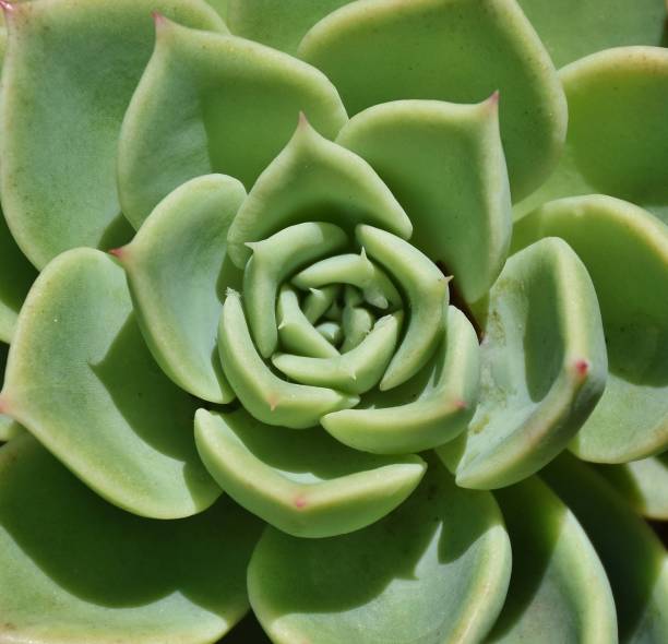 istock Close-up of Succulent Aloe Leaves 1133296005