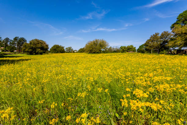 istock Plains Coreopsis(Coreopsis tinctoria) Yellow Wildflower in Texas 1133296069