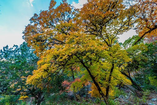 Beautiful Bright Yellow and Orange Fall Foliage of Lost Maples State Park, Texas