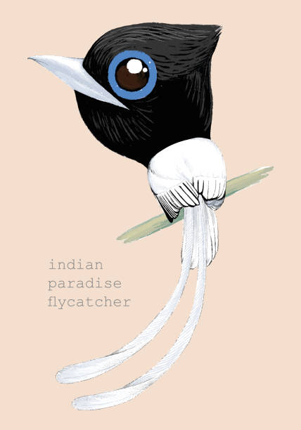 cute bird painting A painting bird cartoon of White-Indian Paradise Flycatcher or Paradise Flycatcher bird type. eutrichomyias rowleyi stock illustrations
