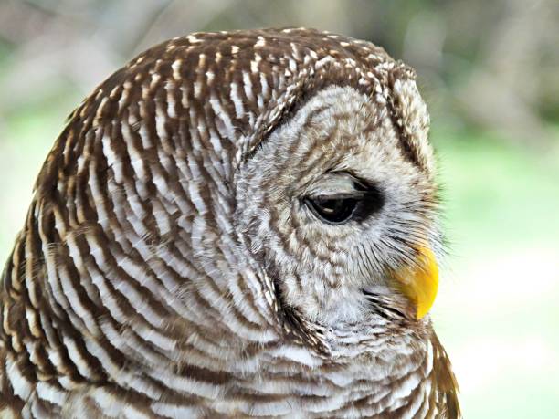 istock Barred Owl (Strix varia) headshot, profile, close-up 1133298363