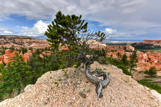 istock Bryce Canyon National Park 1133300766