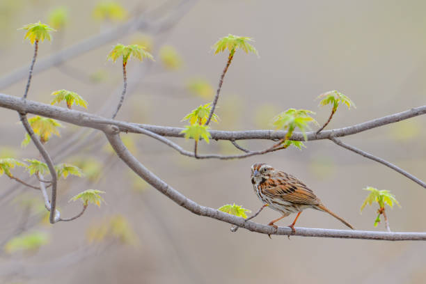 istock Song sparrow (I believe) perched on a tree branch with young leaves during Spring migrations off the Minnesota River 1133300887