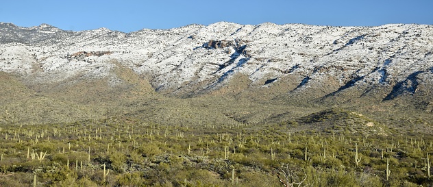 Saguaro cactus of the Sonoran Desert and snow in the Rincon Mountains in Saguaro National Park in Tucson, Arizona.