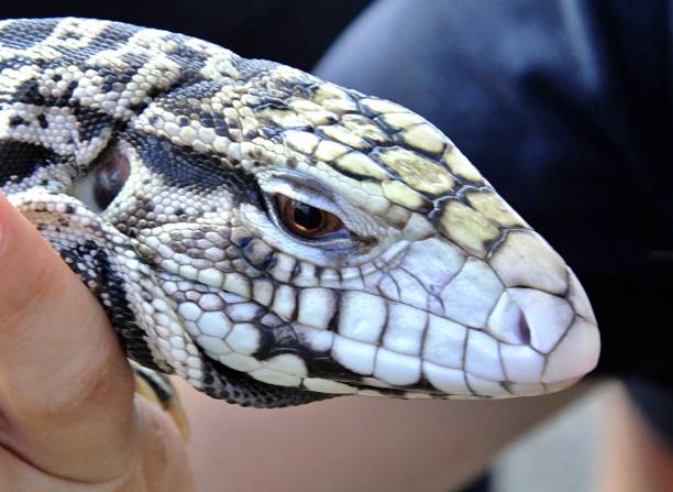 istock Tegus (Salvator merianae) black and white hand-held in Florida, close-up 1133301829
