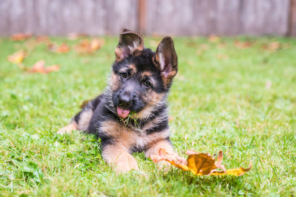 Adorable German Shepherd puppy lying in the grass and sticking out her tongue. Young German Shepherd puppy practicing her head tilt with grass on her tongue in the back yard. guard dog photos stock pictures, royalty-free photos & images