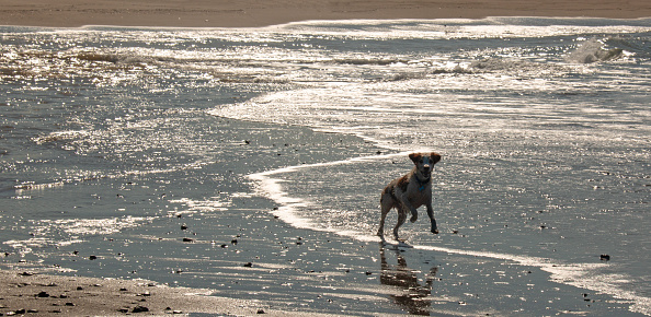 Brittany spaniel dog running on the sandbar at the mouth of Santa Clara river and the Pacific ocean at Ventura California United States