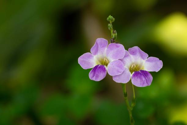 istock Little purple flower 1133307847