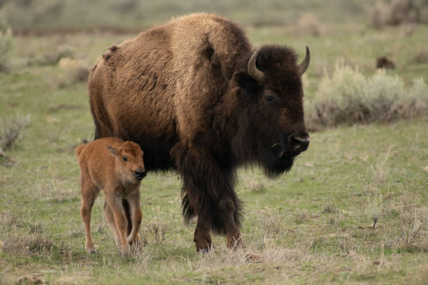 istock Bison and calf in Yellowstone USA 1133307918
