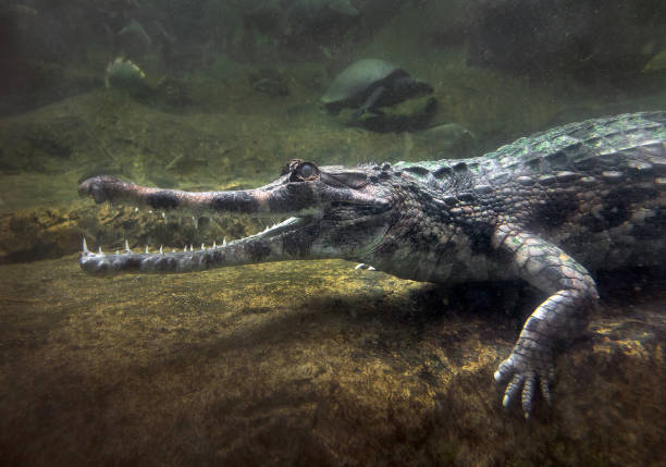 istock Gavial crocodile in water. 1133307958