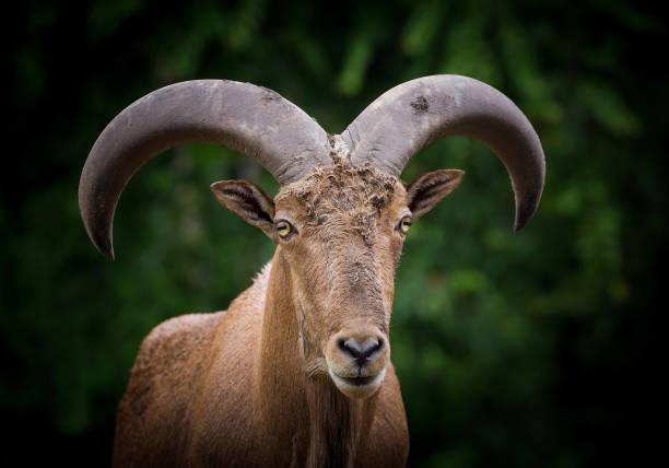 istock Face of  Barbary sheep (Ammotragus lervia). 1133308776