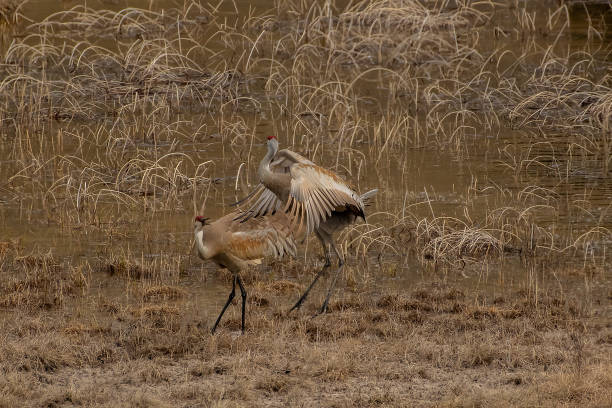 istock Sandhill cranes doing mating dance in Yellowstone USA 1133311844