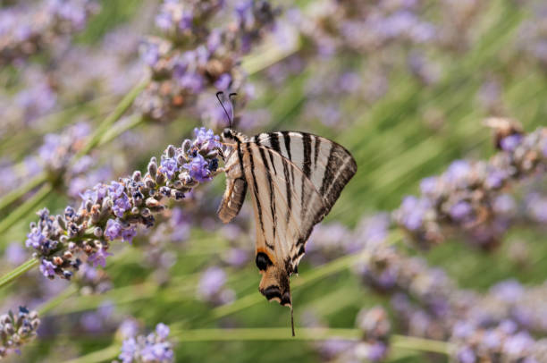 istock Butterfly on lavender angustifolia, lavandula 1133313558