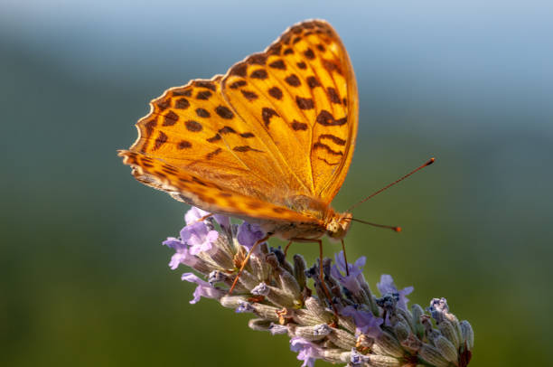 istock Papilio Argynnis paphia on lavender angustifolia, lavandula 1133313573