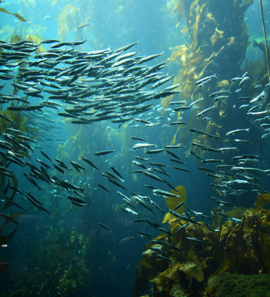 istock sardines swimming together in kelp forest 1133313861
