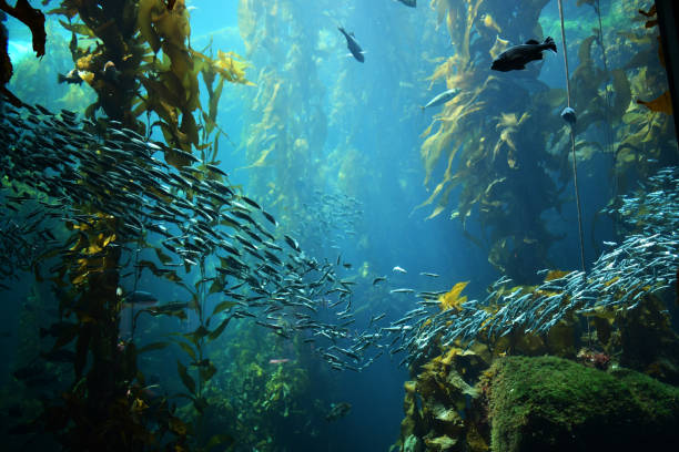 下からの昆布の森の眺め - seaweed algae kelp underwater ストックフォトと画像