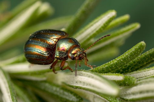 Rosemary Beetle (Chrysolina americana) on rosemary plant. In some countries these beetles are considered as a pest.