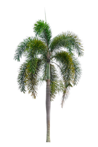 istock Palm tree Ornamental plants  beautiful on white background 1133315755