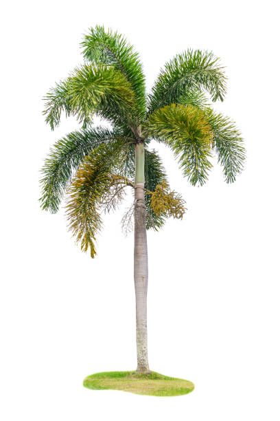 istock Palm tree Ornamental plants  beautiful on white background 1133316282