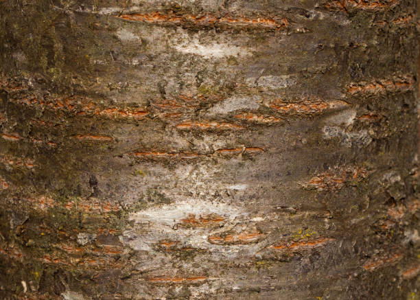 The tree is also called sweet cherry, gean or Prunus avium