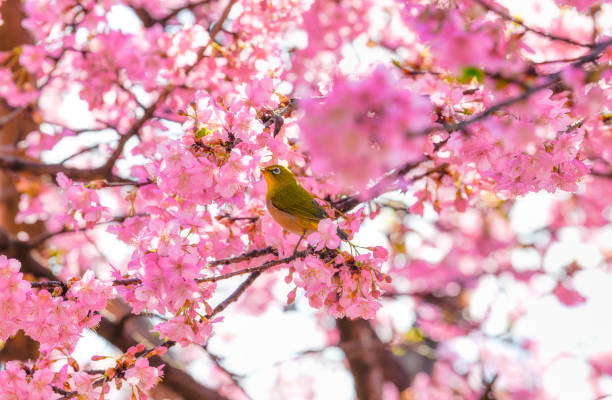 istock white-eye Bird on Cherry Blossom and sakura 1133317831