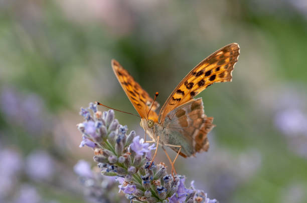 istock Papilio Argynnis paphia on lavender angustifolia, lavandula 1133318548
