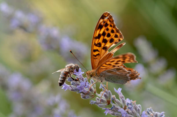 istock Papilio Argynnis paphia on lavender angustifolia, lavandula 1133318557