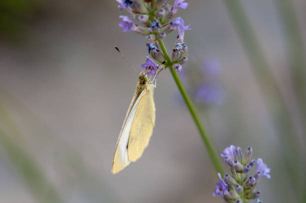 istock Butterfly Leptidea sinapis on lavender angustifolia, lavandula 1133318568