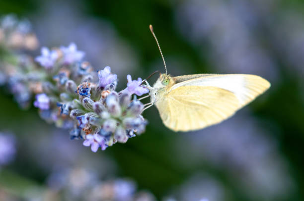 istock Butterfly Leptidea sinapis on lavender angustifolia, lavandula 1133318585