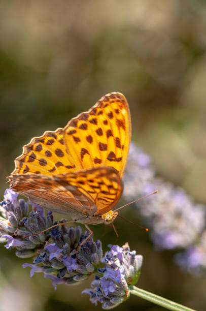 istock Papilio Argynnis paphia on lavender angustifolia, lavandula 1133318601