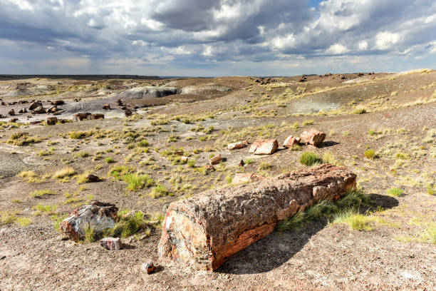 istock Crystal Forest - Petrified Forest National Park 1133319933