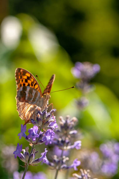 istock Papilio Argynnis paphia on lavender angustifolia, lavandula 1133320167