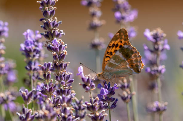 istock Papilio Argynnis paphia on lavender angustifolia, lavandula 1133320171