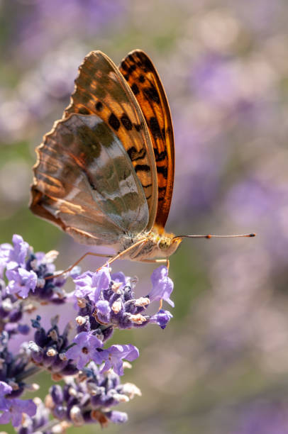 istock Papilio Argynnis paphia on lavender angustifolia, lavandula 1133320176