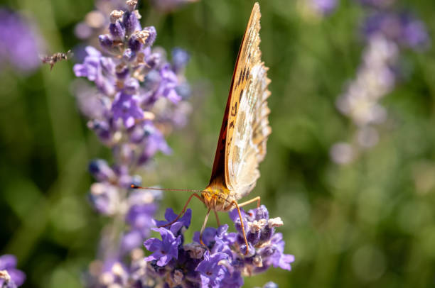 istock Papilio Argynnis paphia on lavender angustifolia, lavandula 1133320180