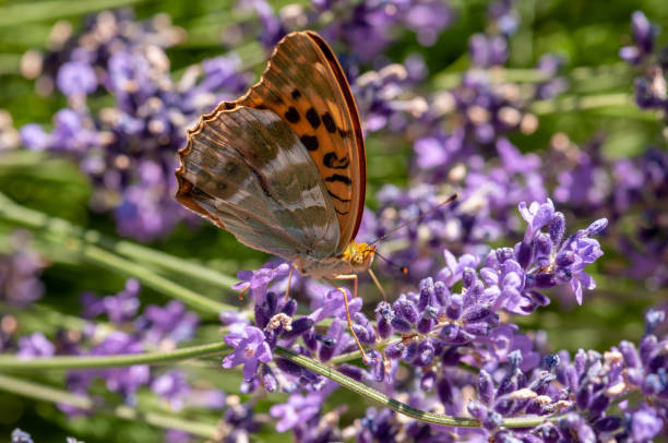 istock Papilio Argynnis paphia on lavender angustifolia, lavandula 1133320192