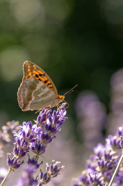 istock Papilio Argynnis paphia on lavender angustifolia, lavandula 1133320215